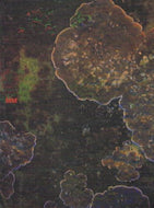 MM Poetry now 2000 anthology: Dun Laoghaire-Rathdown