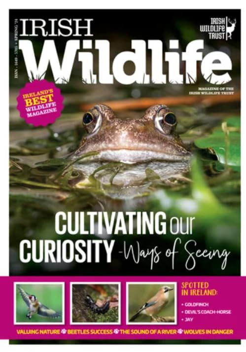 Irish Wildlife, Spring 2024: Magazine of the Irish Wildlife Trust: Ways of seeing, goldfinch, devil's coach-horse, jay, valuing nature, beetles, sound of a river, wolves in danger