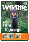 Irish Wildlife, Spring 2025: Magazine of the Irish Wildlife Trust - Lizards, Newts, Cuckoos, Pine Martens, Scottish Wildlife, Animal Migration