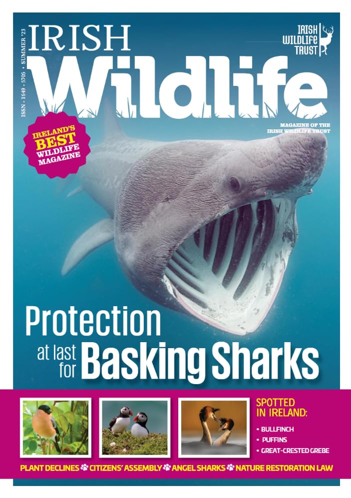 Irish Wildlife, Summer 2023: Magazine of the Irish Wildlife Trust - basking sharks, bullfinch, puffins, great-crested grebe, plant declines, citizens' assembly, angel sharks, nature restoration law