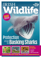 Irish Wildlife, Summer 2023: Magazine of the Irish Wildlife Trust - basking sharks, bullfinch, puffins, great-crested grebe, plant declines, citizens' assembly, angel sharks, nature restoration law