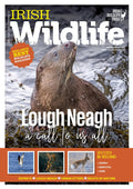 Irish Wildlife, Winter 2023: Magazine of the Irish Wildlife Trust - Lough Neagh, Osprey, Deer Stag, Hare, Urban Otters, Rights of Nature