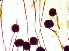Load image into Gallery viewer, Criterion Coll: By Brakhage - Anthology [DVD] [Region 1] [US Import] [NTSC]