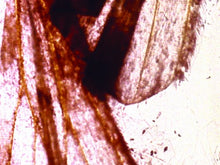 Load image into Gallery viewer, Criterion Coll: By Brakhage - Anthology [DVD] [Region 1] [US Import] [NTSC]