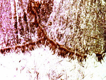 Load image into Gallery viewer, Criterion Coll: By Brakhage - Anthology [DVD] [Region 1] [US Import] [NTSC]